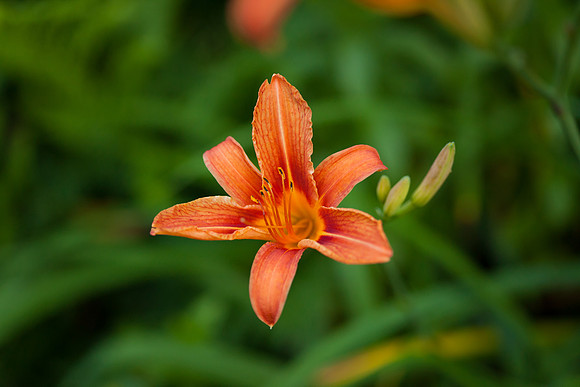 Daylily_6620