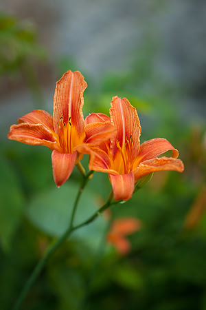 Daylily_6626