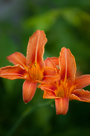 Daylily_6627