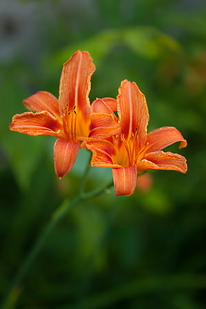 Daylily_6631