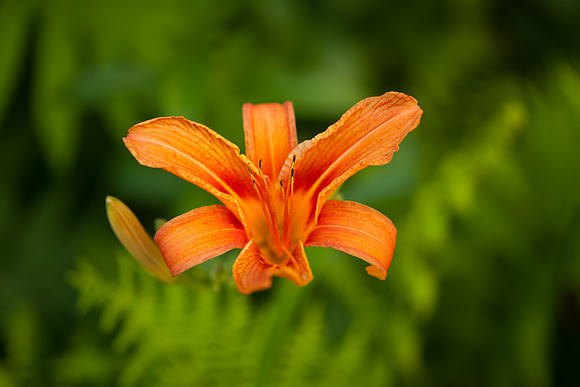 Daylily_6633