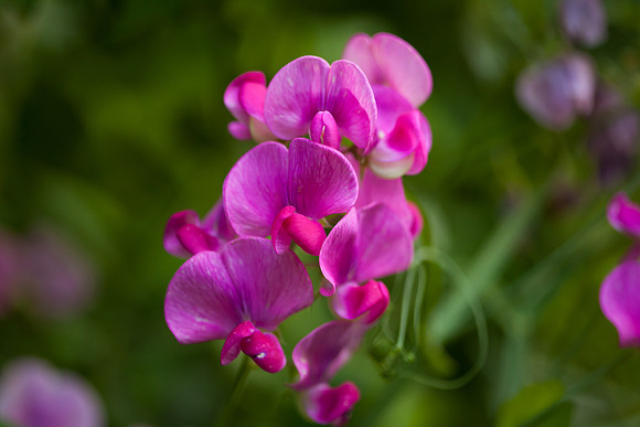Perennial Pea_6635