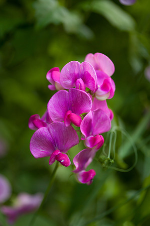 Perennial Pea_6636