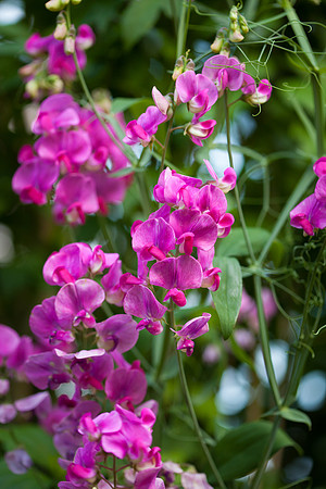 Perennial Pea_6638
