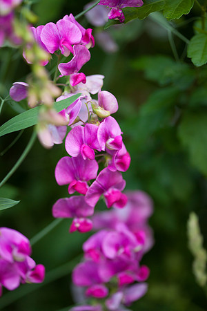 Perennial Pea_6641