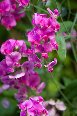 Perennial Pea_6643