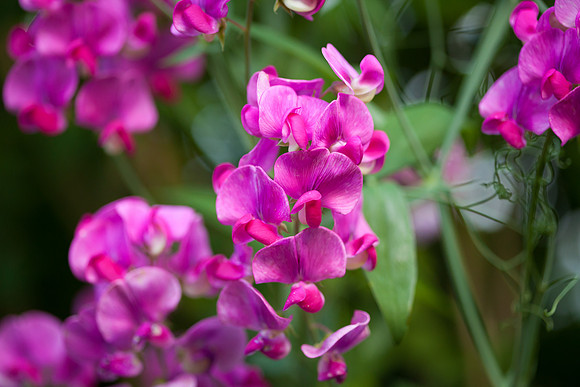 Perennial Pea_6646