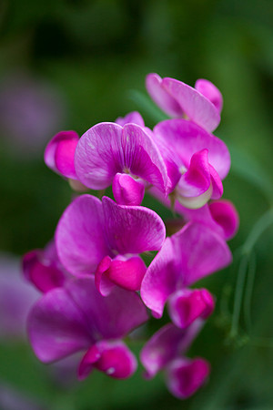 Perennial Pea_6655