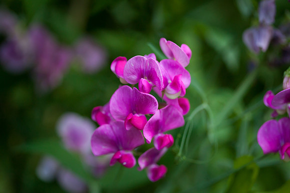 Perennial Pea_6658