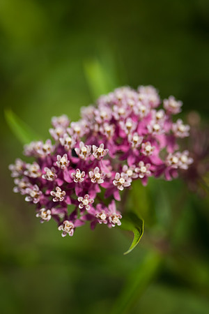 Butterfly Weed_6803