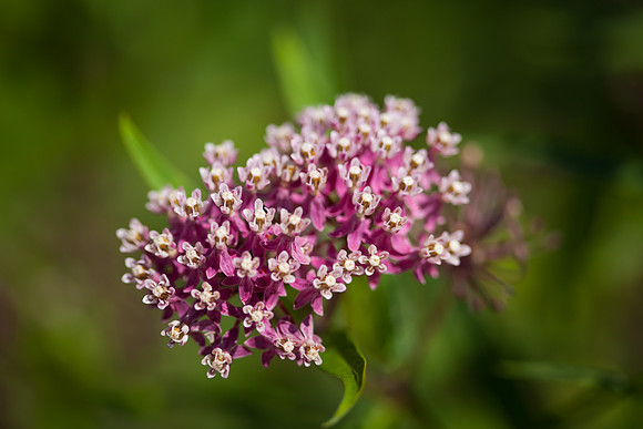 Butterfly Weed_6797