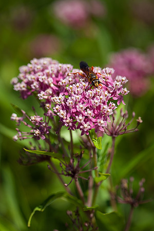Butterfly Weed_6804