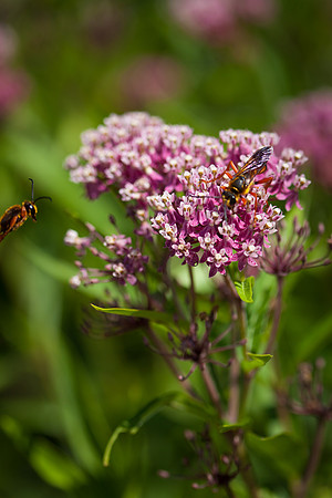 Butterfly Weed_6805