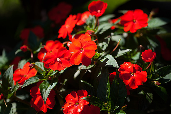 New Guinea Impatiens_6870
