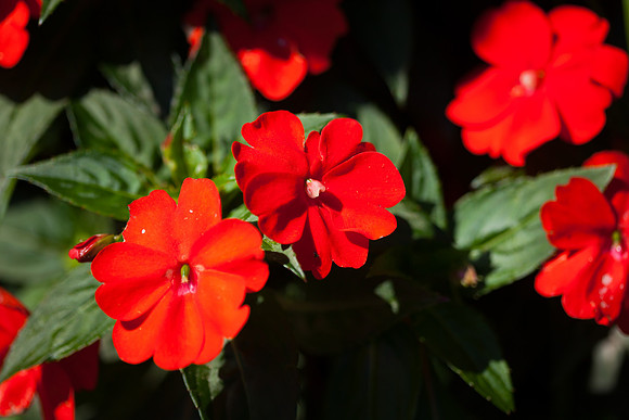 New Guinea Impatiens_6871