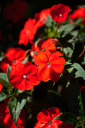New Guinea Impatiens_6872