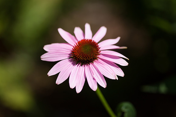 Purple Coneflower__6778