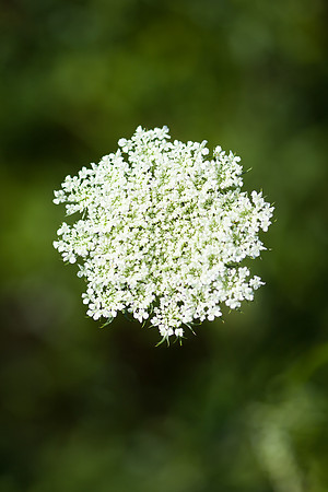 Wild Carrot_6857
