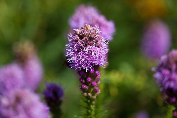 Dense Blazing Star_6820