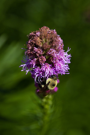 Dense Blazing Star_6827