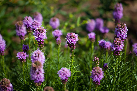 Dense Blazing Star_6796