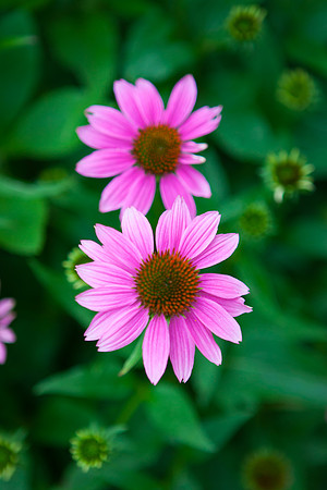 Purple Cone Flower_6117