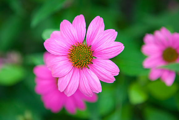 Purple Cone Flower_6124