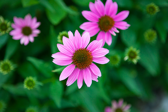 Purple Cone Flower_6116