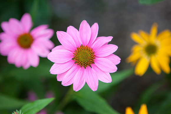 Purple Cone Flower_6129