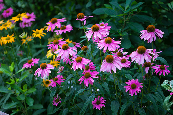 Purple Cone-False Sunflower_6109