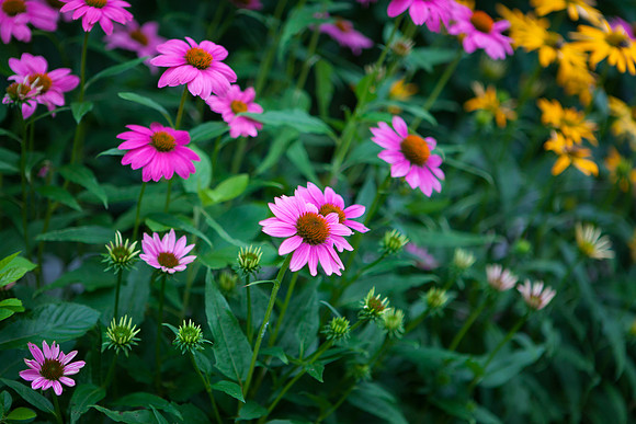 Purple Cone-False Sunflower_6111
