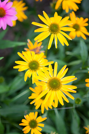 Purple Cone-False Sunflower_6128