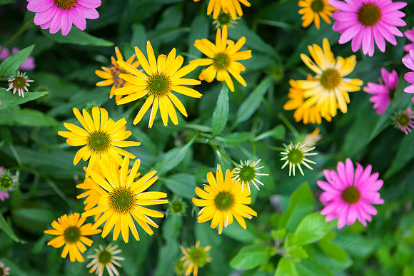 Purple Cone-False Sunflower_6131