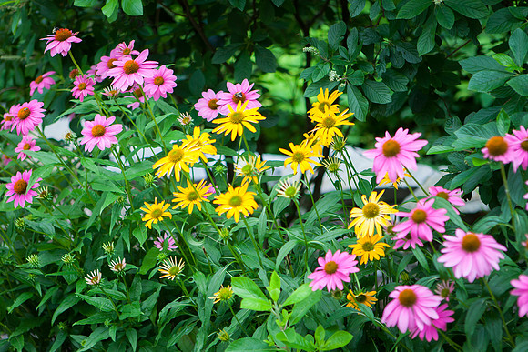 Purple Cone-False Sunflower_6133