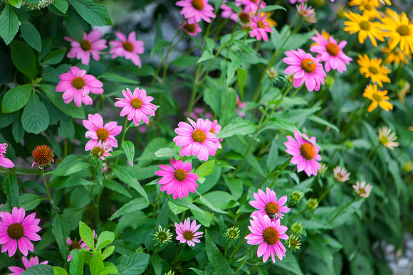 Purple Cone-False Sunflower_6134