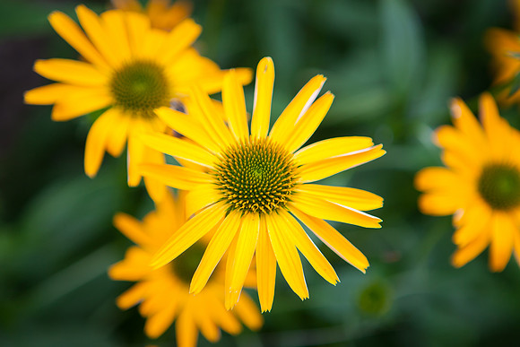 False Sunflower_6123