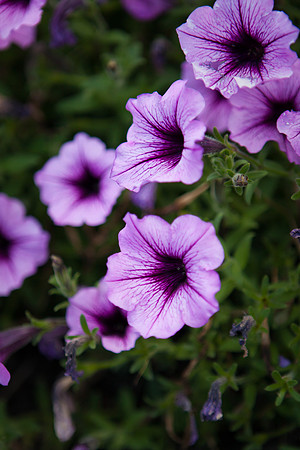 Garden Petunia_6140