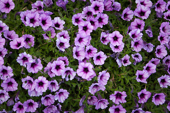 Garden Petunia_6141
