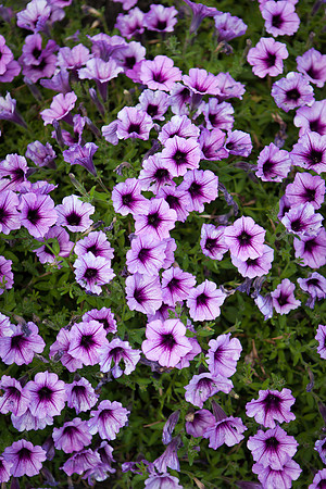 Garden Petunia_6142