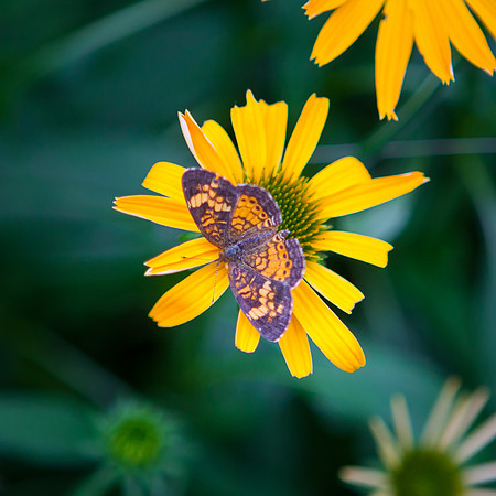 False Sunflower-Butterfly_6120