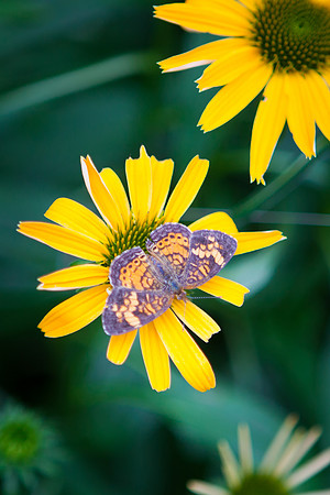 False Sunflower-Butterfly_6122