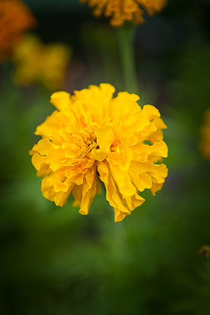 African Marigold_6097