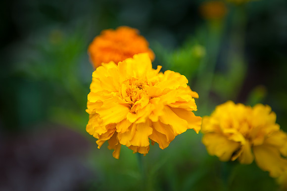 African Marigold_6098