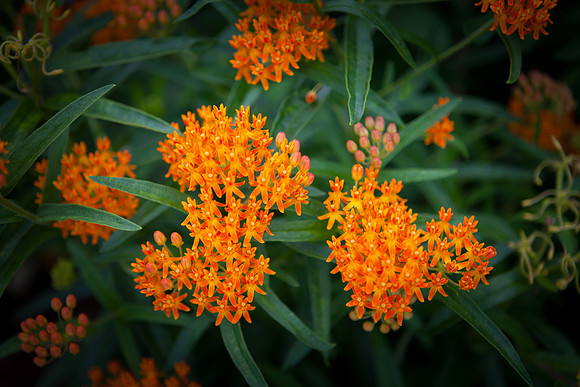 Butterfly Weed_6092