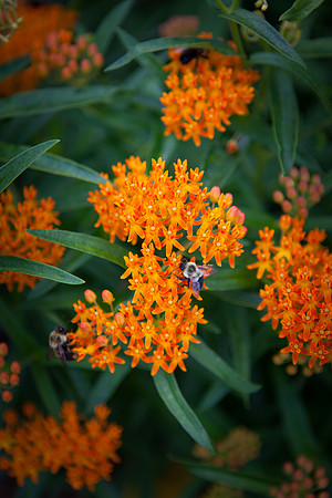 Butterfly Weed_6088