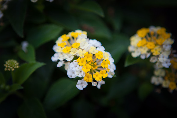 Common Lantana_6094