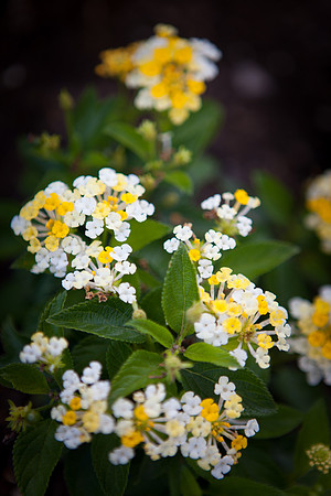 Common Lantana_6095