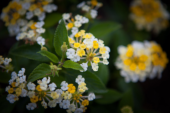 Common Lantana_6096