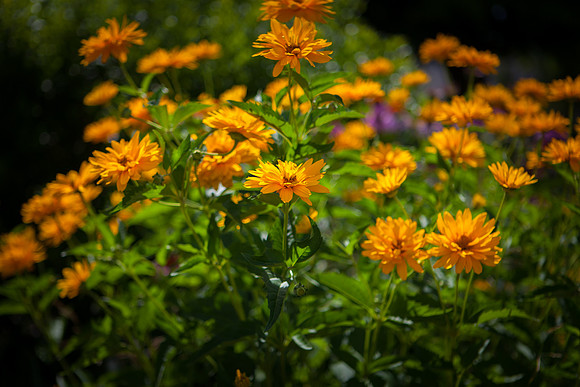 False Sunflower_6048