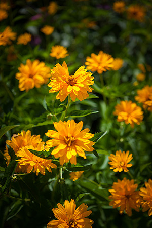 False Sunflower_6051
